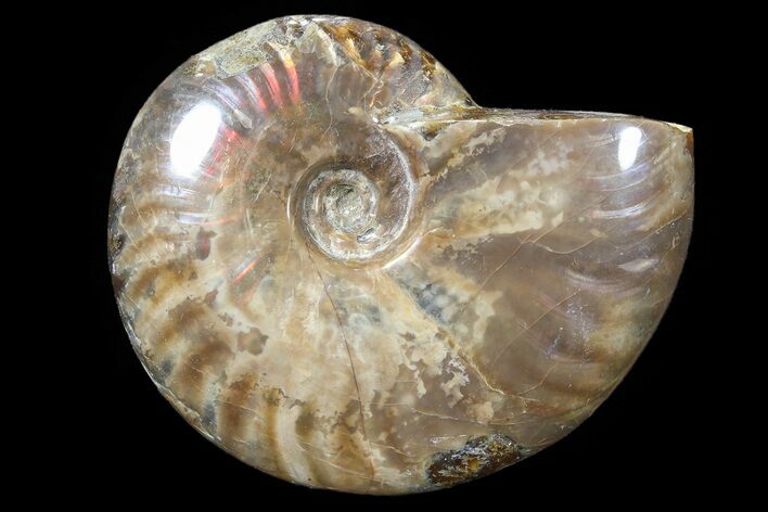 Bargain, Polished Ammonite (Cleoniceras) - Madagascar #89586